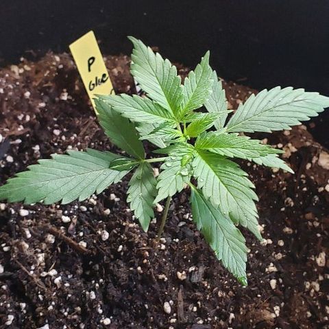 Auto Pineapple Glue growlog photo: Fast grow, no problems at this time