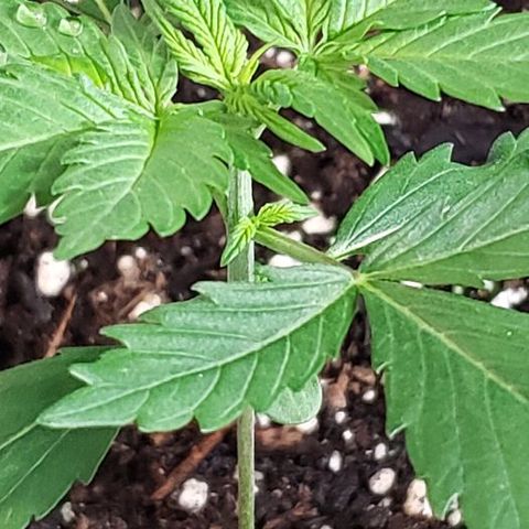Auto Pineapple Glue growlog photo: Fast grow, no problems at this time
