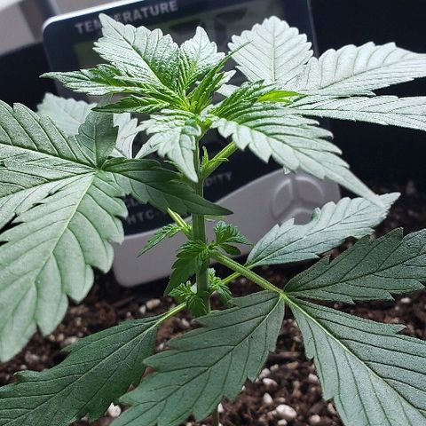 Auto Pineapple Glue growlog photo: Healthy and strong 