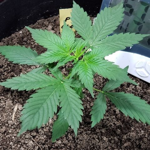 Auto Pineapple Glue growlog photo: Healthy and strong 