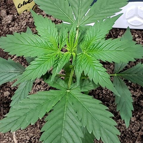 Auto Pineapple Glue growlog photo: Healthy and strong 