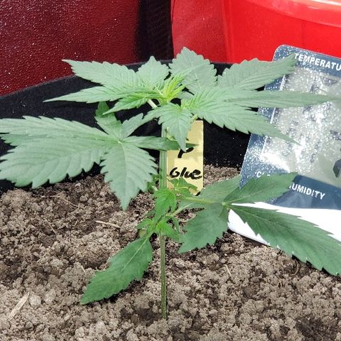Auto Pineapple Glue growlog photo: Healthy and strong 