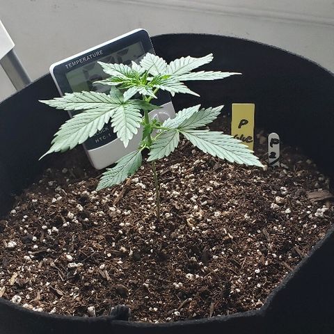 Auto Pineapple Glue growlog photo: Healthy and strong 