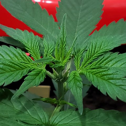 Auto Pineapple Glue growlog timeline photo