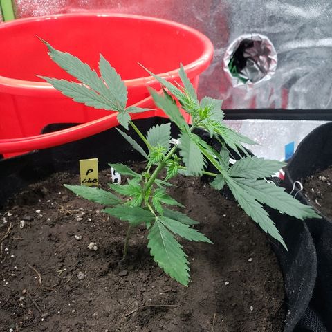 Auto Pineapple Glue growlog timeline photo