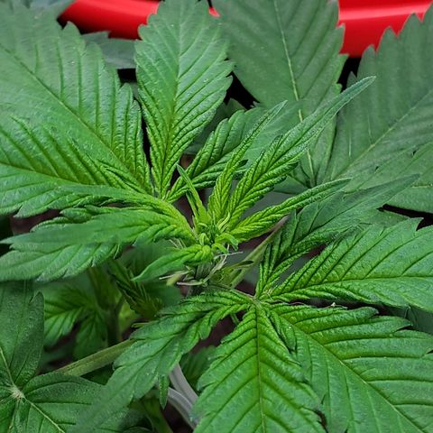 Auto Pineapple Glue growlog timeline photo