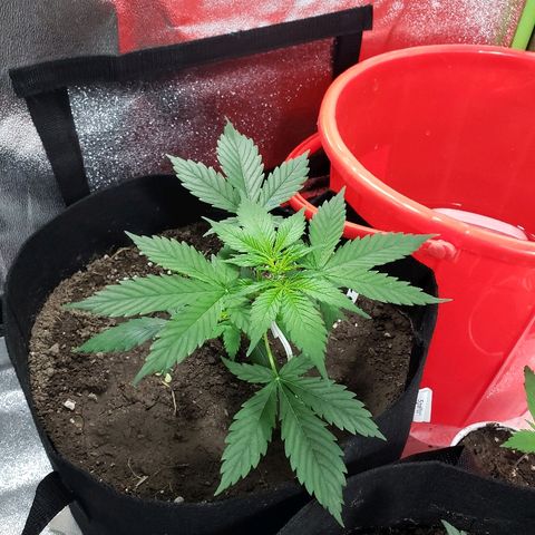Auto Pineapple Glue growlog timeline photo