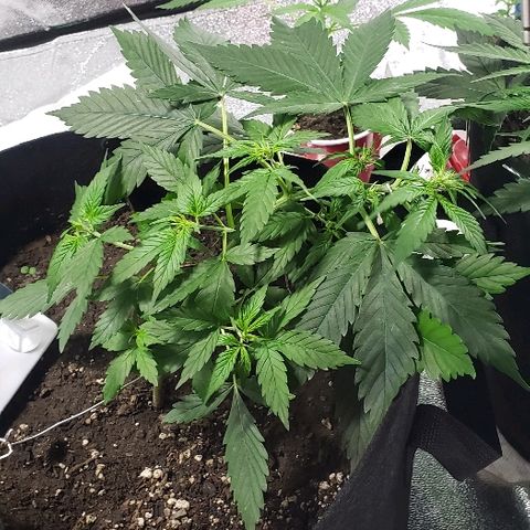 Auto Pineapple Glue growlog timeline photo