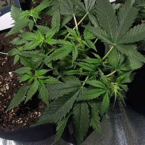 Auto Pineapple Glue growlog timeline photo