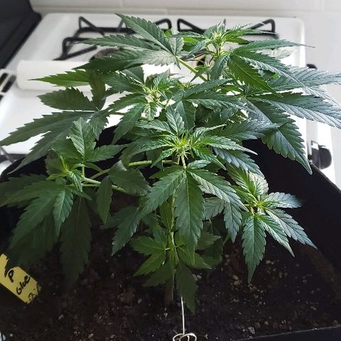 Auto Pineapple Glue growlog timeline photo