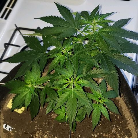 Auto Pineapple Glue growlog timeline photo
