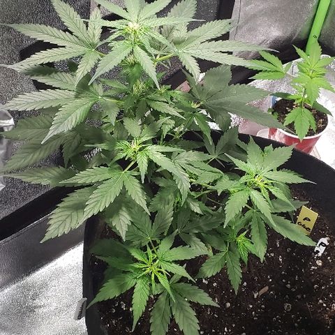 Auto Pineapple Glue growlog timeline photo