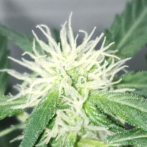 Auto Pineapple Glue growlog timeline photo