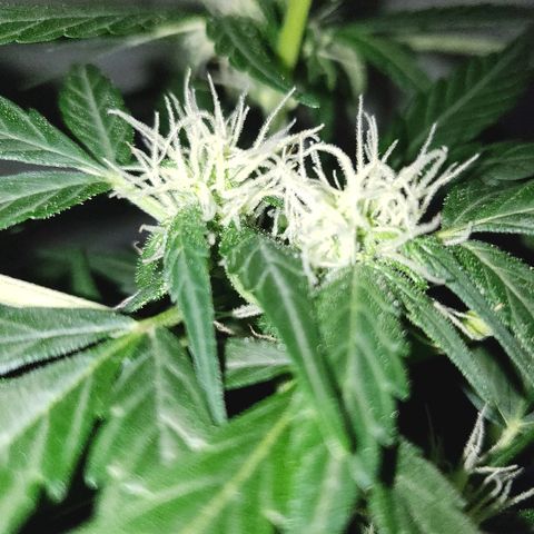 Auto Pineapple Glue growlog timeline photo