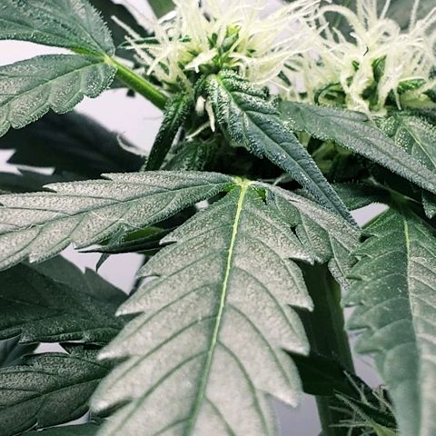 Auto Pineapple Glue growlog timeline photo