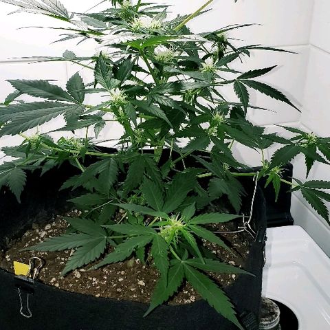 Auto Pineapple Glue growlog timeline photo