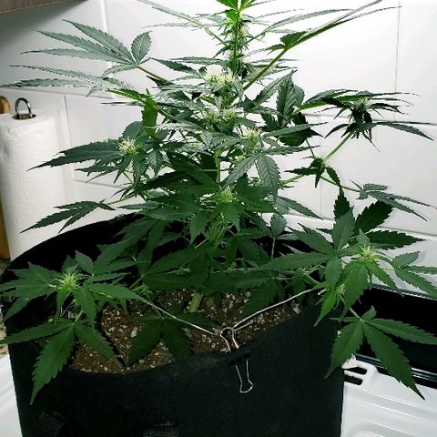 Auto Pineapple Glue growlog timeline photo