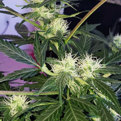 Auto Pineapple Glue growlog timeline photo
