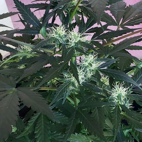 Auto Pineapple Glue growlog timeline photo