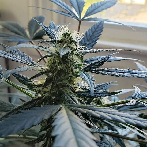 Auto Pineapple Glue growlog timeline photo
