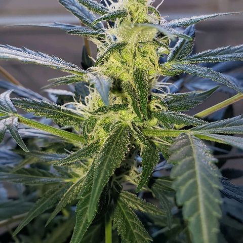 Auto Pineapple Glue growlog timeline photo