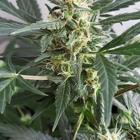 Auto Pineapple Glue growlog timeline photo