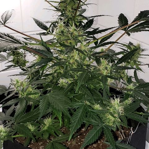 Auto Pineapple Glue growlog timeline photo