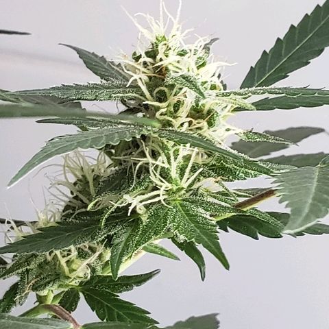 Auto Pineapple Glue growlog timeline photo