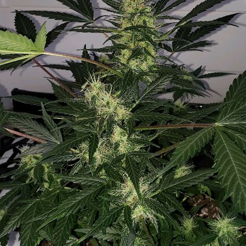 Auto Pineapple Glue growlog timeline photo