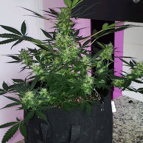Auto Pineapple Glue growlog timeline photo