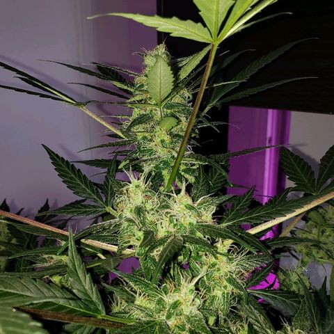 Auto Pineapple Glue growlog timeline photo