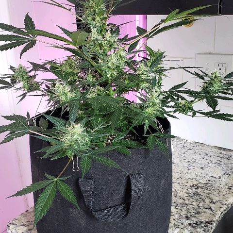 Auto Pineapple Glue growlog timeline photo