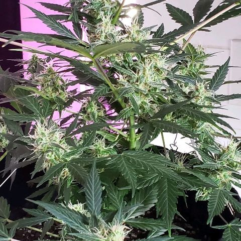 Auto Pineapple Glue growlog timeline photo