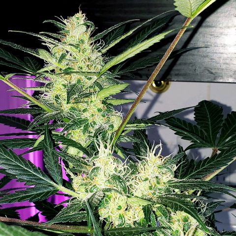 Auto Pineapple Glue growlog timeline photo
