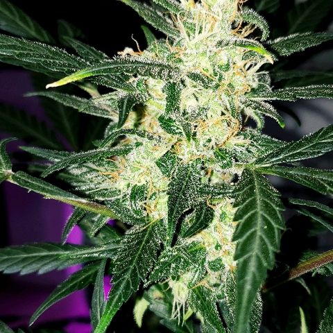 Auto Pineapple Glue growlog timeline photo
