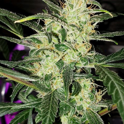 Auto Pineapple Glue growlog timeline photo