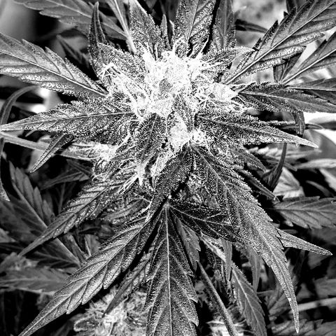 Auto Pineapple Glue growlog timeline photo