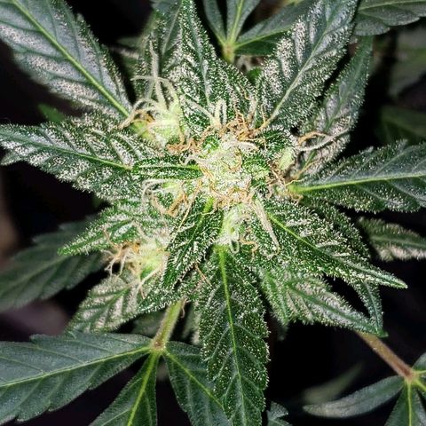 Auto Pineapple Glue growlog timeline photo