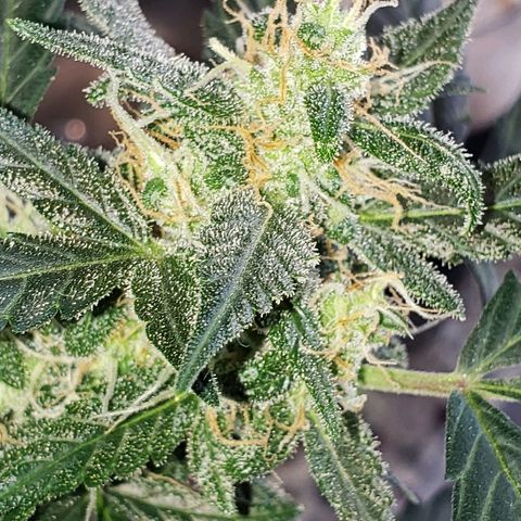 Auto Pineapple Glue growlog timeline photo