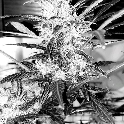 Auto Pineapple Glue growlog timeline photo