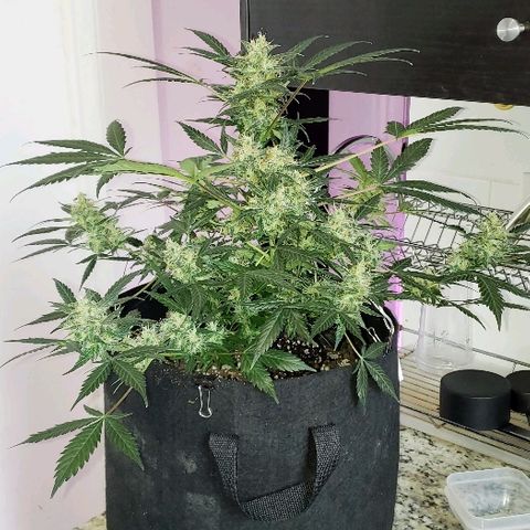 Auto Pineapple Glue growlog timeline photo