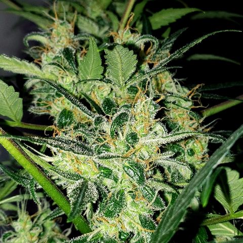 Auto Pineapple Glue growlog timeline photo