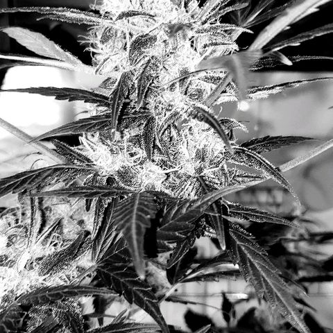 Auto Pineapple Glue growlog timeline photo