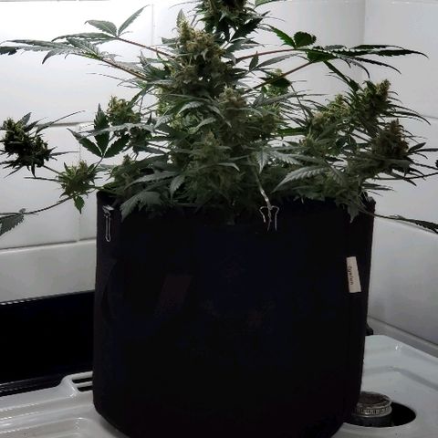 Auto Pineapple Glue growlog timeline photo