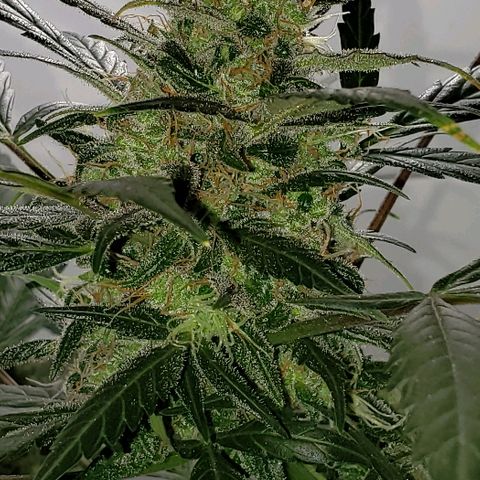 Auto Pineapple Glue growlog timeline photo