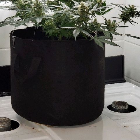 Auto Pineapple Glue growlog timeline photo