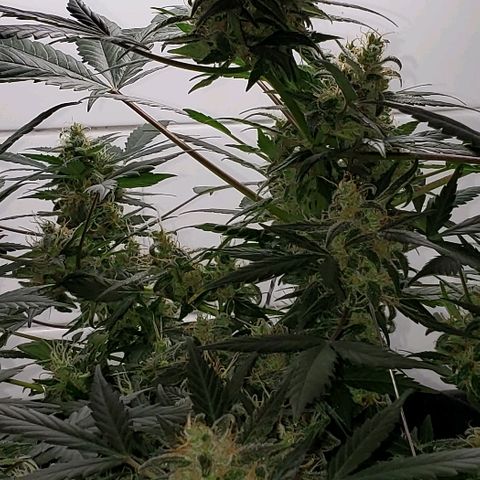 Auto Pineapple Glue growlog timeline photo