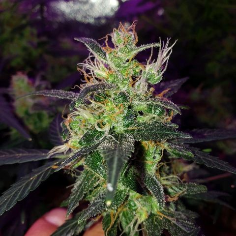 Auto Pineapple Glue growlog timeline photo