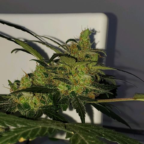 Auto Pineapple Glue growlog timeline photo