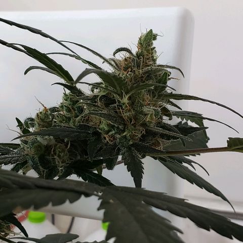 Auto Pineapple Glue growlog timeline photo